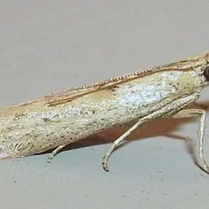 thumbnail for publication: Alligatorweed Stem Borer (suggested common name) Arcola malloi Pastrana (Insecta: Lepidoptera: Pyralidae: Phycitinae)